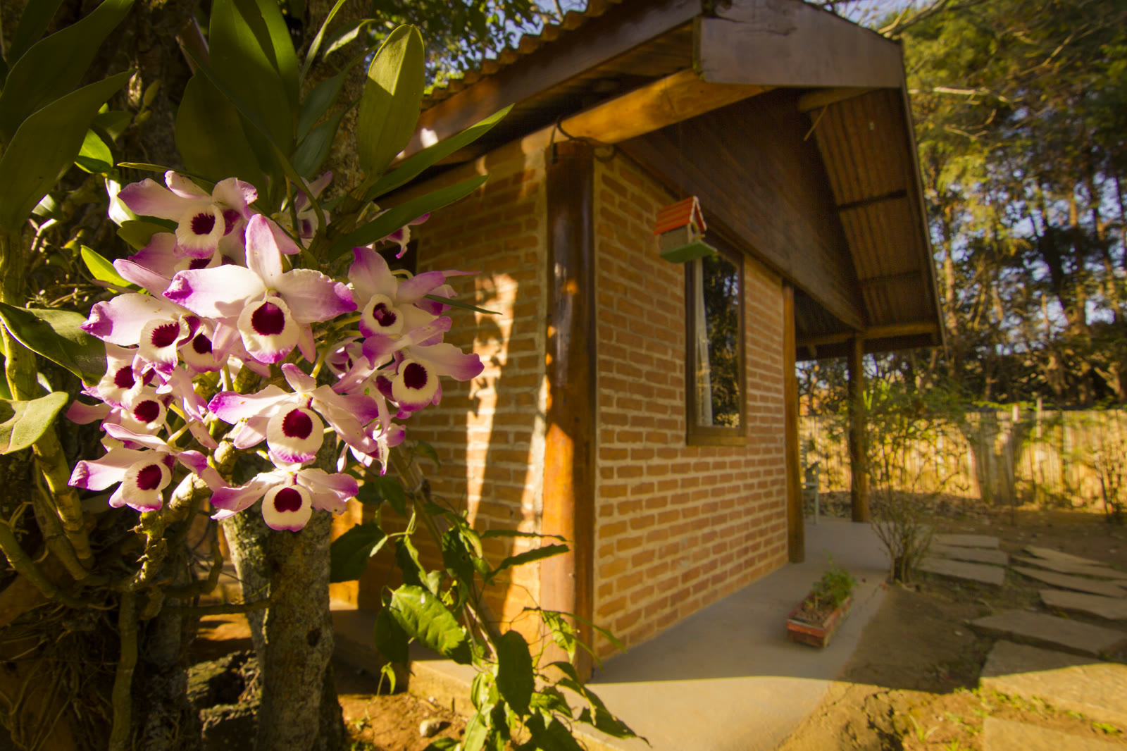 Orquídeas floridas diante da parede de tijolo do Paineiras