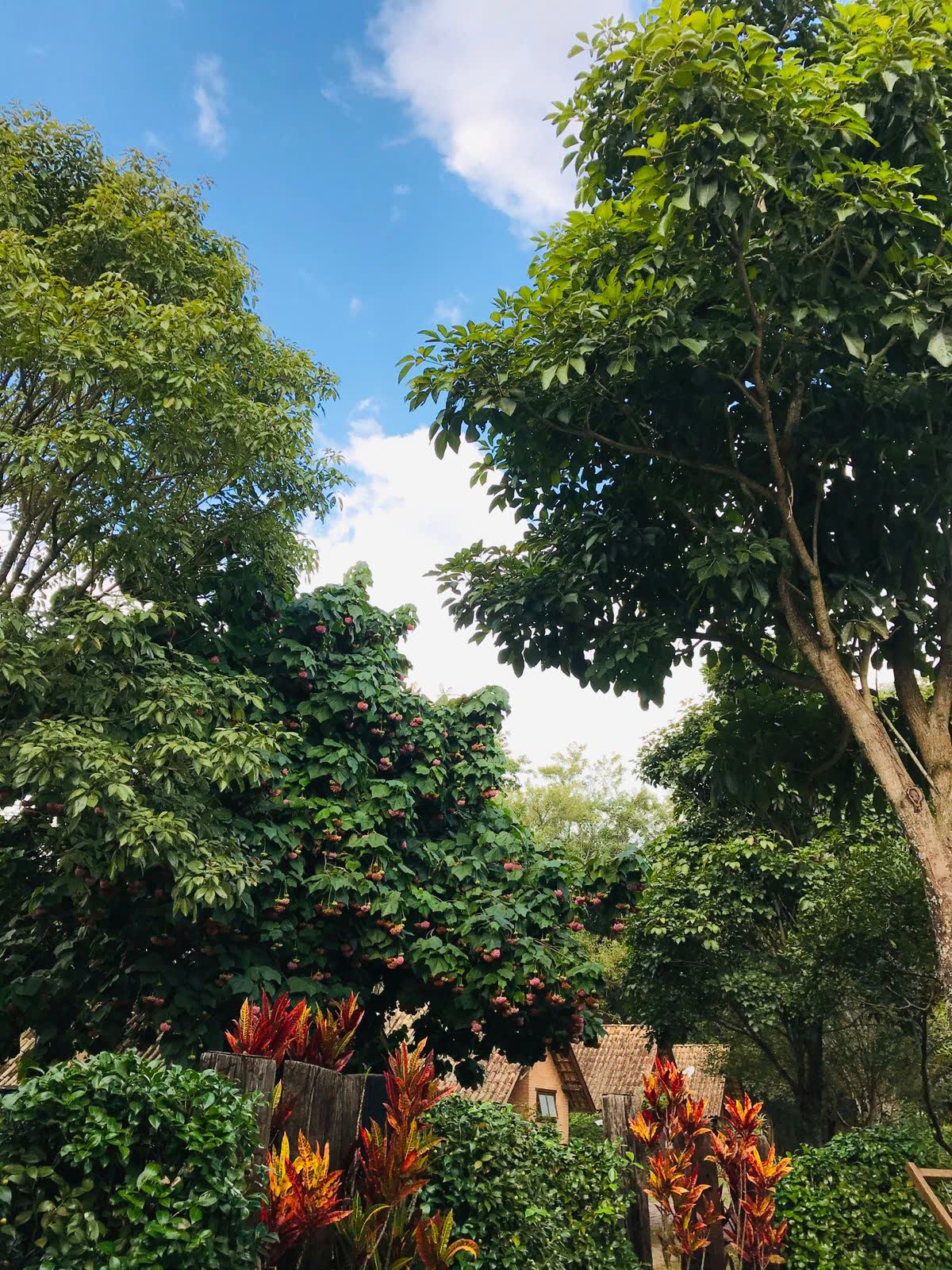 Mata da pousada com árvores floridas
